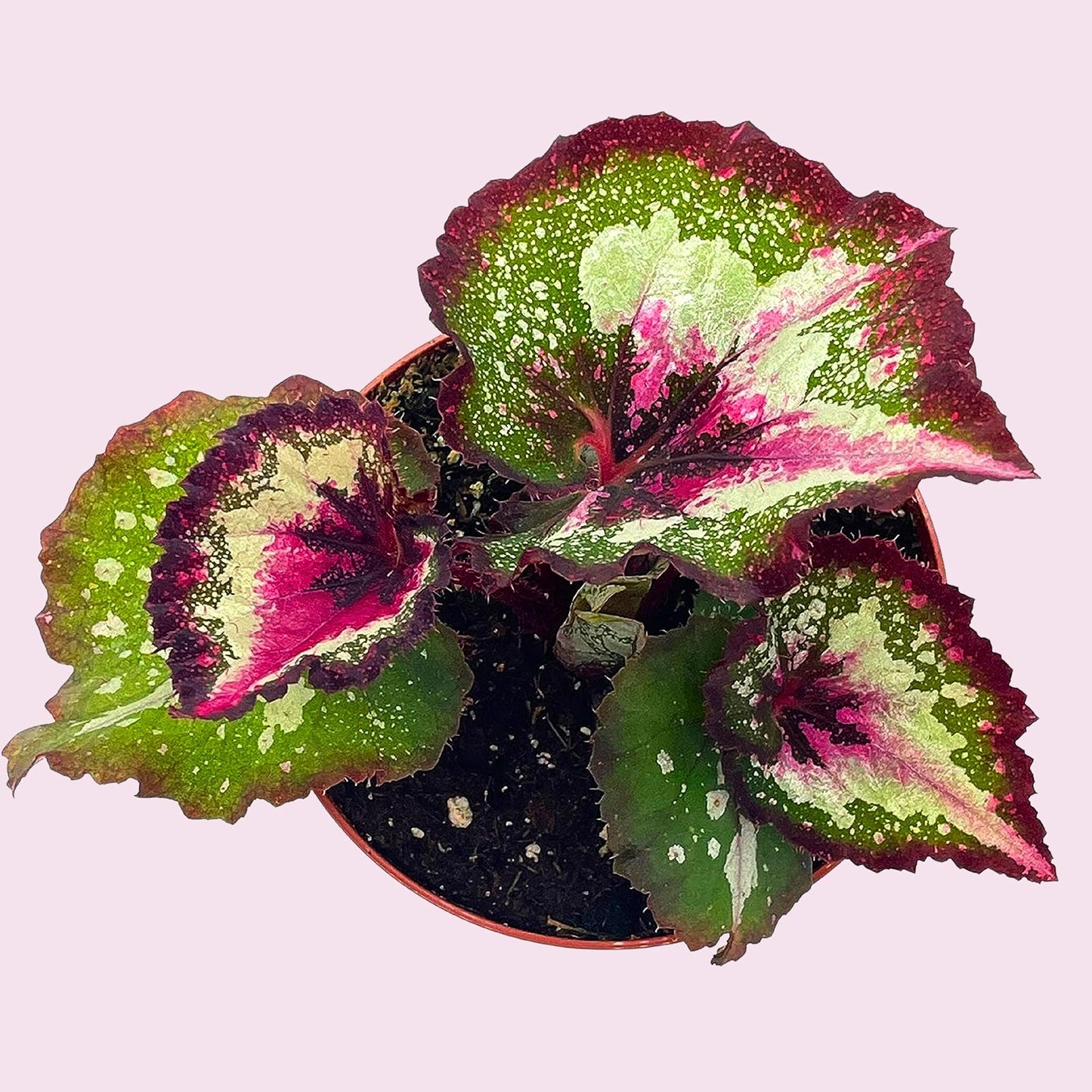 Harmony's First Kiss Series, Begonia Rex 4 inch Pot, Pink Center and Band, Green White Splash grower's Choice