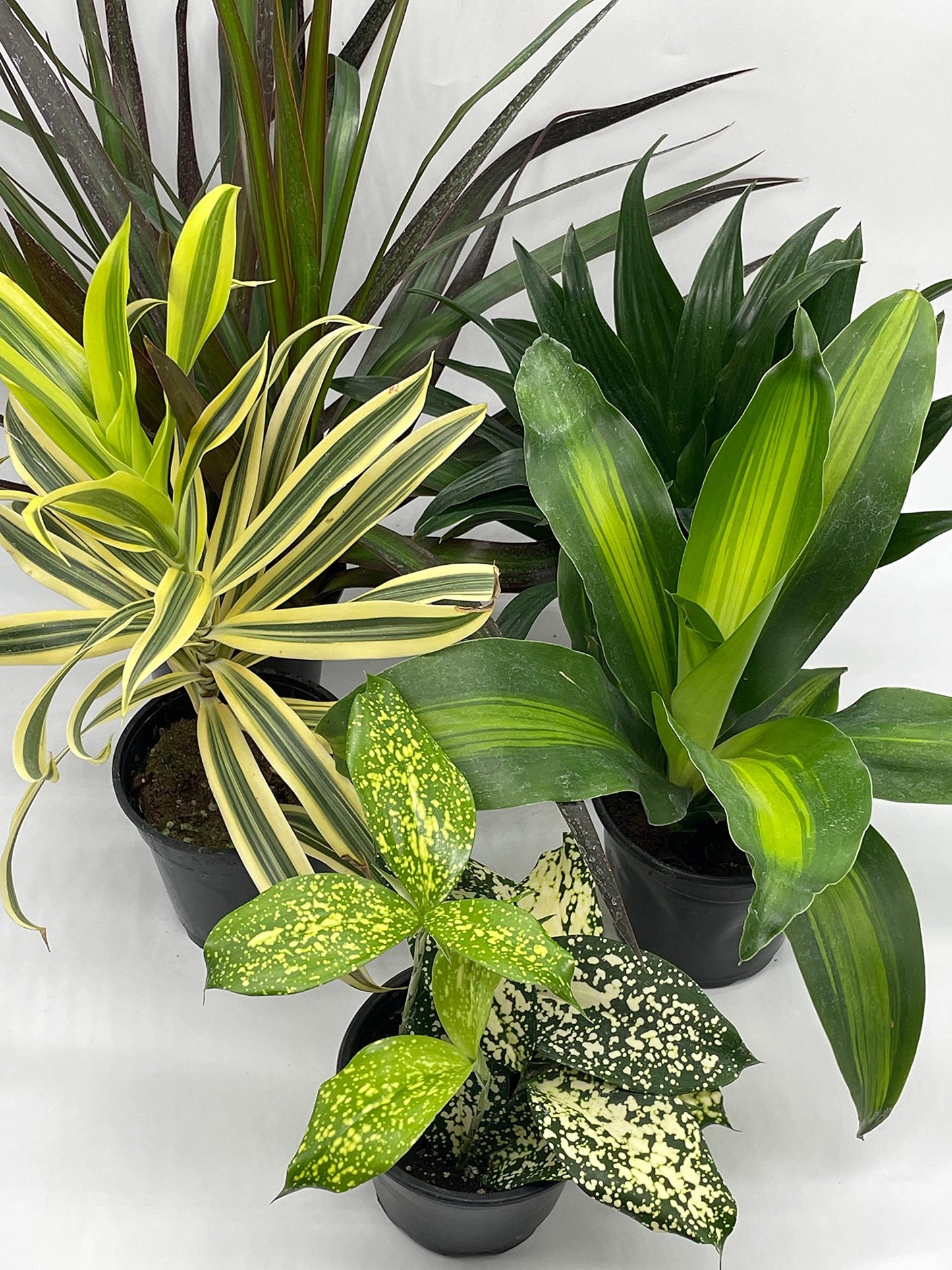 Dracaena Variety Assortment, 4 inch pots, 5 Different Dragon Tree, Song of India, Gold Dust, Assorted Collection