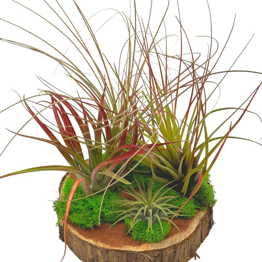 Tillandsia Garden, on Cedar Wood Base, Hand Crafted and Sculpted, Air Plant Garden