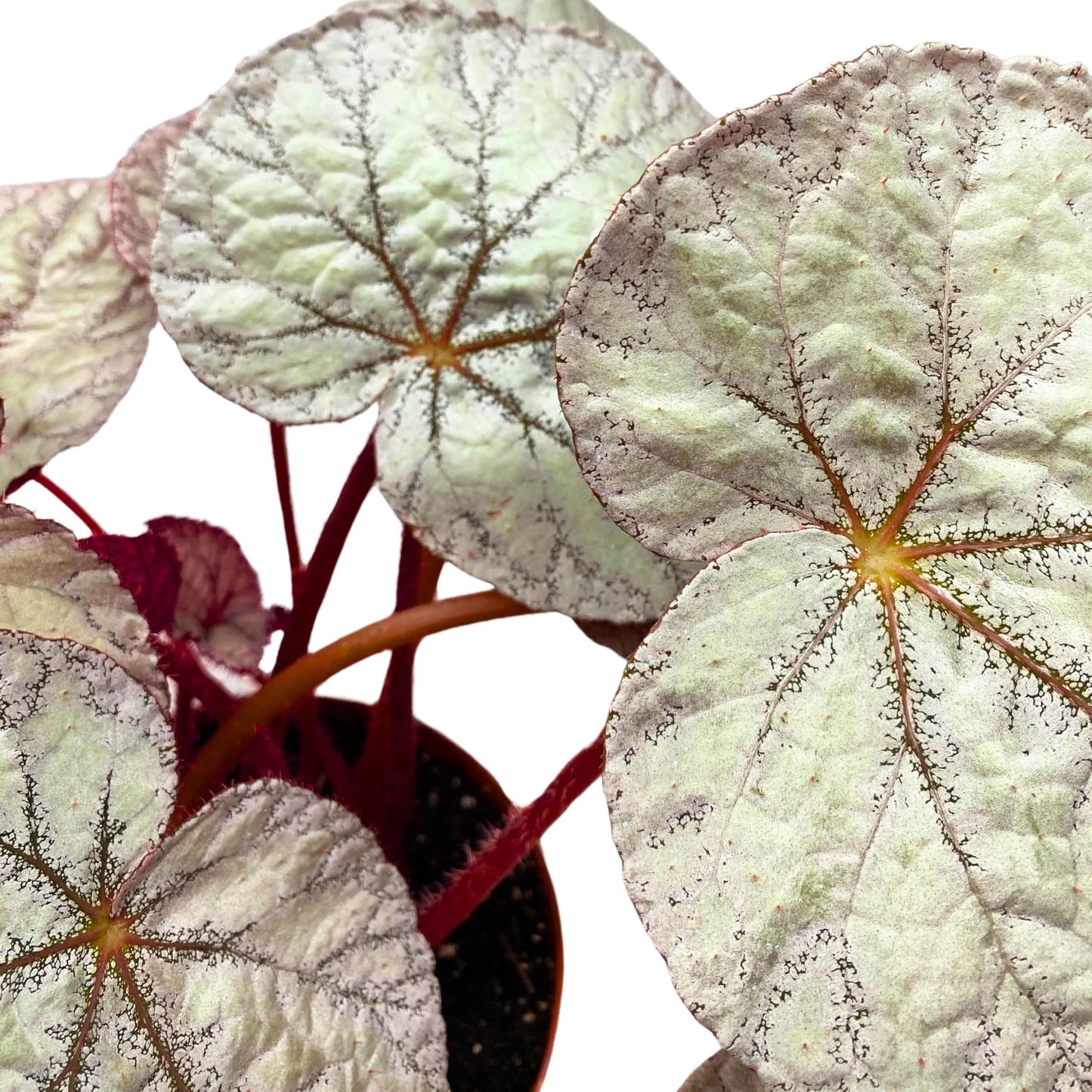 Harmony Foliage Begonia Rex Silver 6 inch