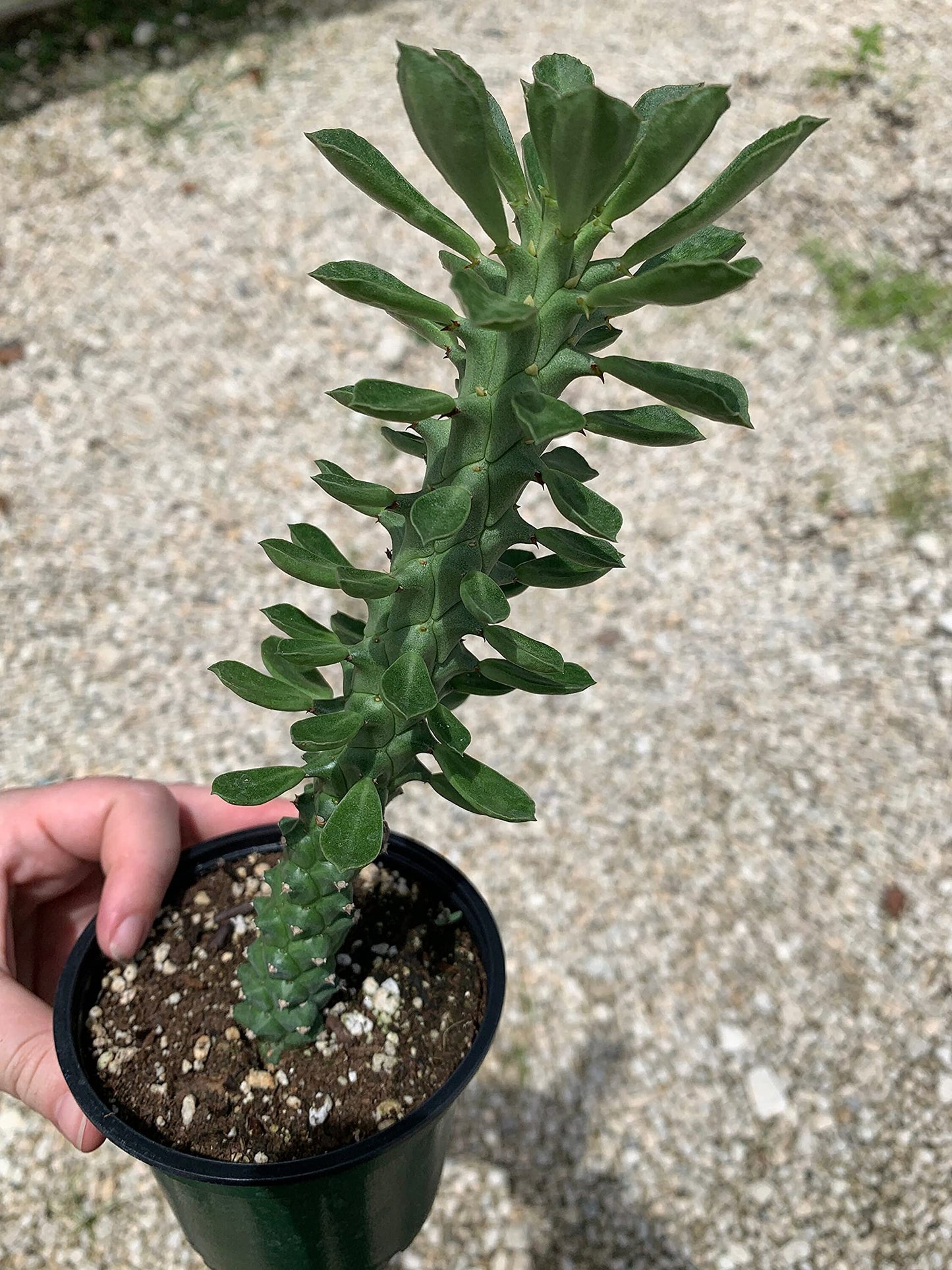 Euphorbia Ritchiei, Monadenium ritchiei, P.R.O. Bally Bruyns, Short Thick Cactus Stems