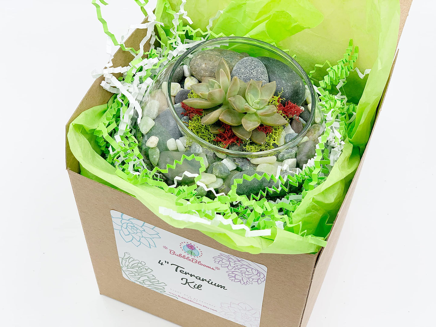 DIY Succulent Terrarium Gift Kit with Plants, Fairy Garden Kit with Reindeer Moss (Terrarium Kit Without Succulents)