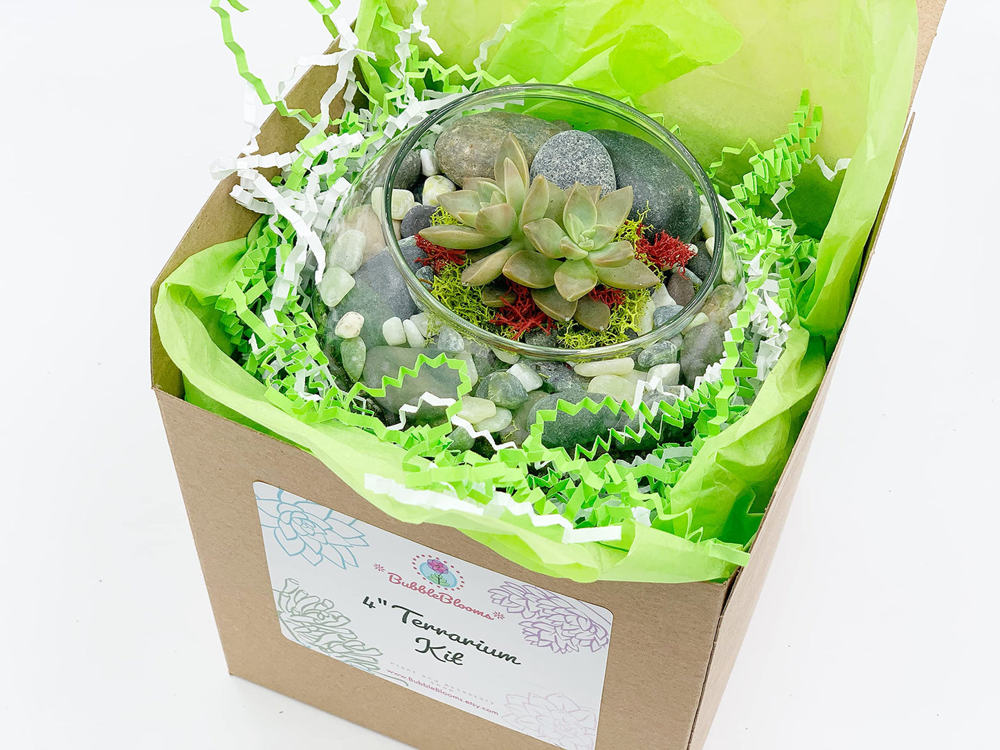 DIY Succulent Terrarium Gift Kit with Plants, Fairy Garden Kit with Reindeer Moss