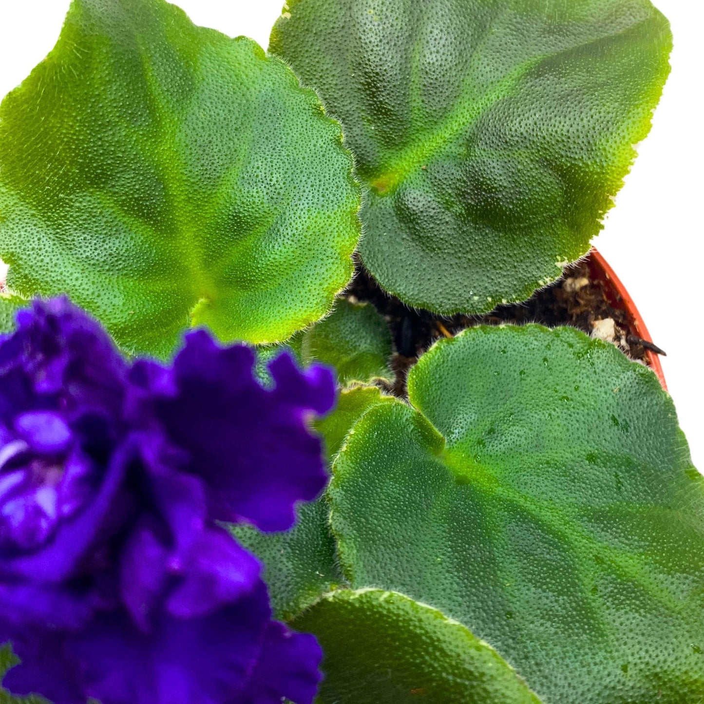 Harmony Foliage VaT Dark Mistress African Violet Saintpaulia 4 inch