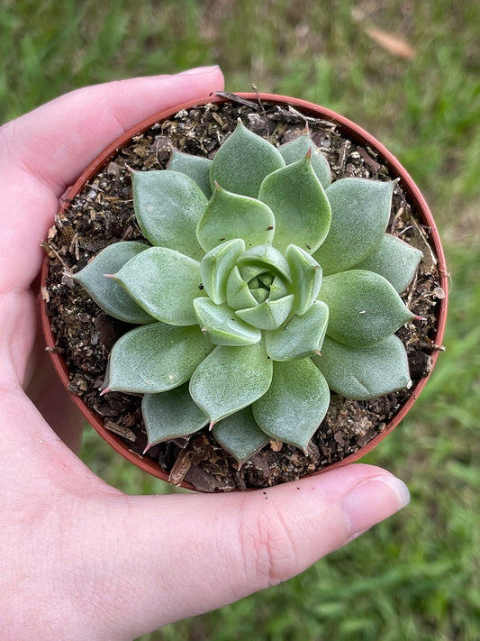 Red Tipped Echeveria purpusorum, Black Prince, in 3 inch Pot, Super Filled