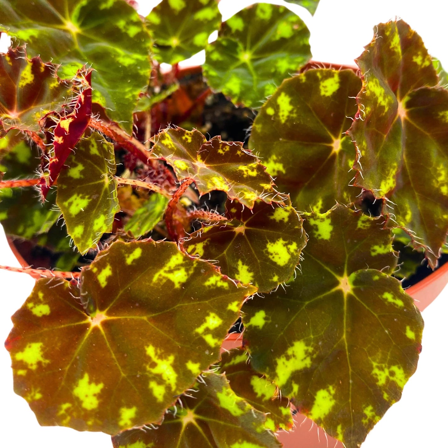 Harmony Foliage Begonia Kit Kat 6 inch Rhizomatous