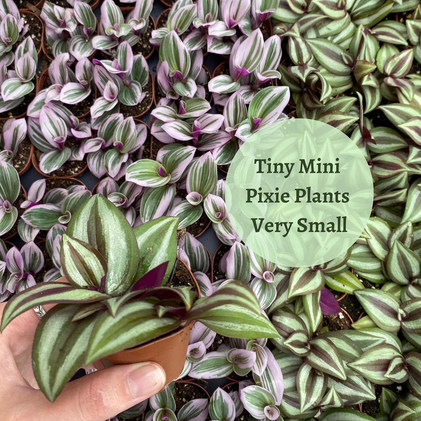 Wandering Jew, Tradescantia zebrina Bosse, Limited, in a 2 inch Pot Super Cute