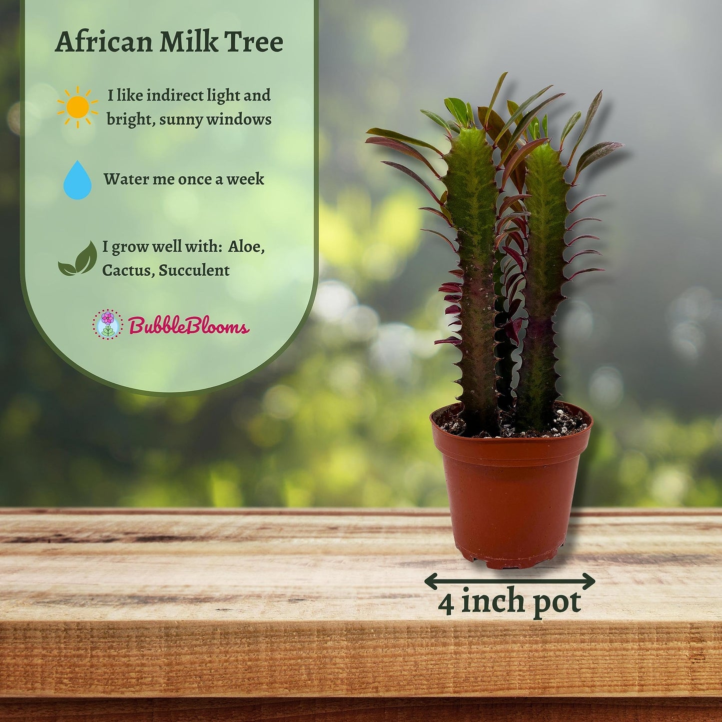 African Milk Tree, Euphorbia trigona 4" inch Pot, Red Original Color African Milktree, Red Cathedral Cactus Milk Tree, Well Rooted Starter