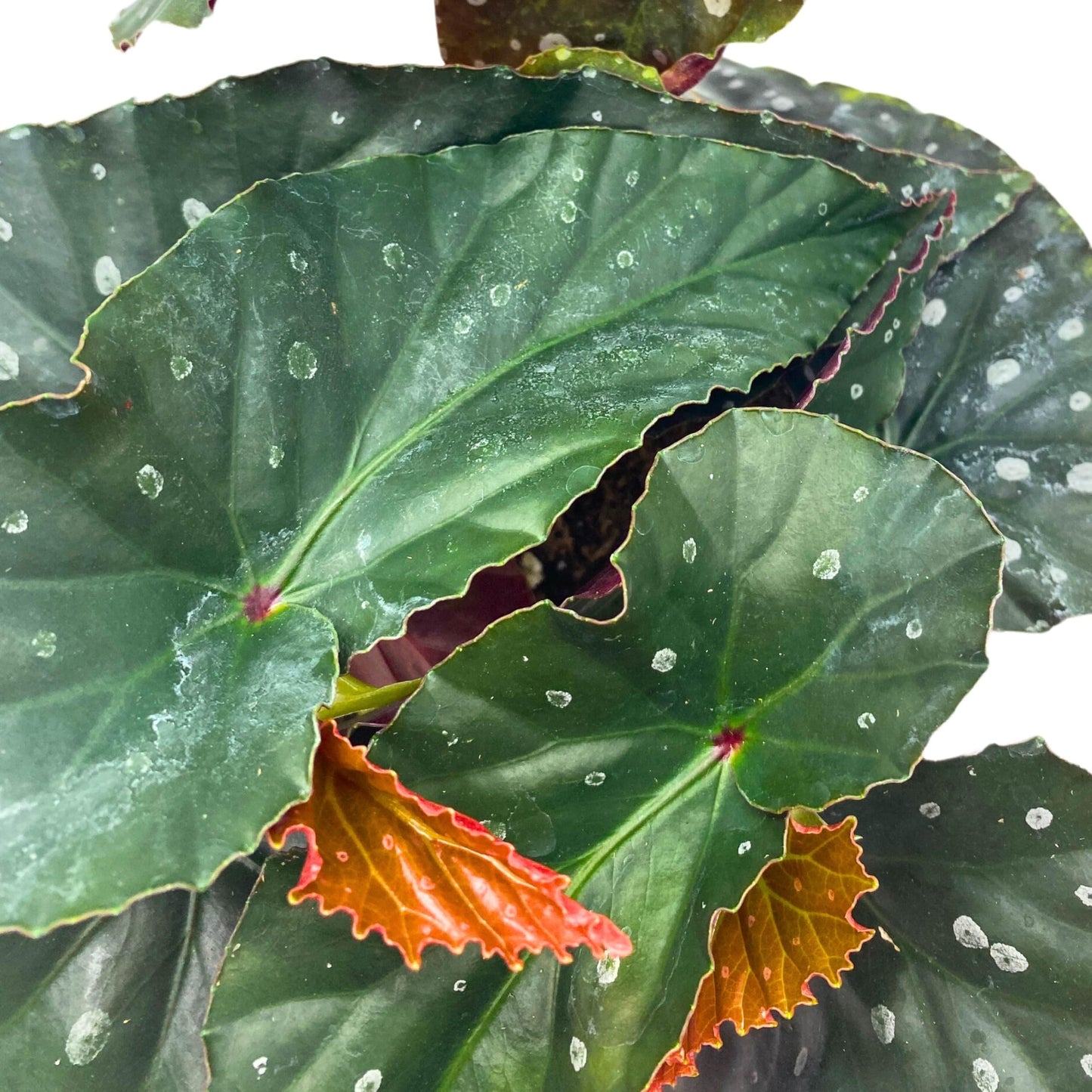 Harmony Foliage Harmony's Dark Side of The Moon Angel Wing Begonia 6 inch