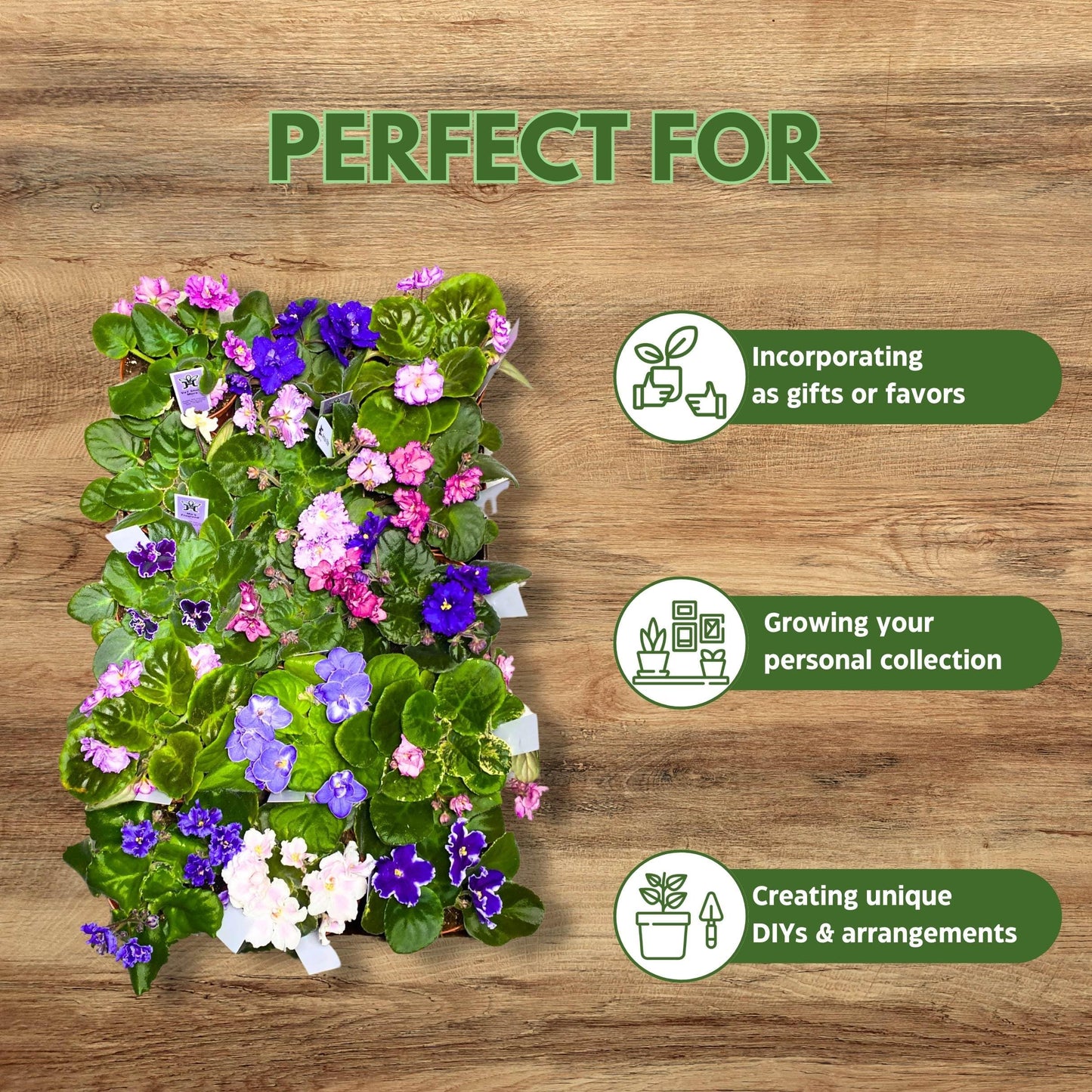 Harmony Foliage African Violet Assortment in 4 inch pots 15-Pack Bulk Wholesale Variegated Saintpaulia Gesneriads