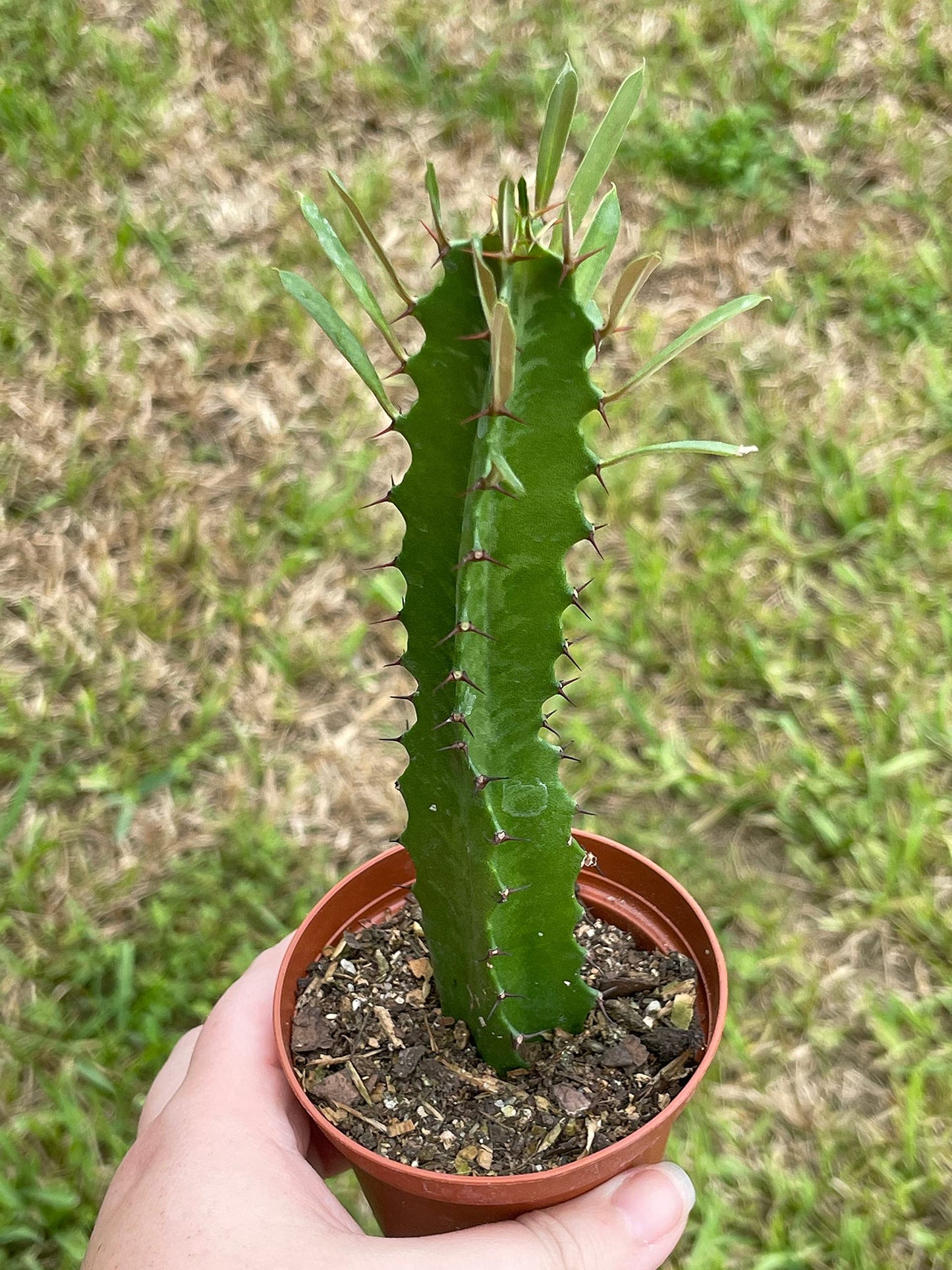 Green Milk Tree, Euphorbia Trigona, in a 2 inch Pot, Well Rooted, Perfect Starter Cactus, Low Maintenance