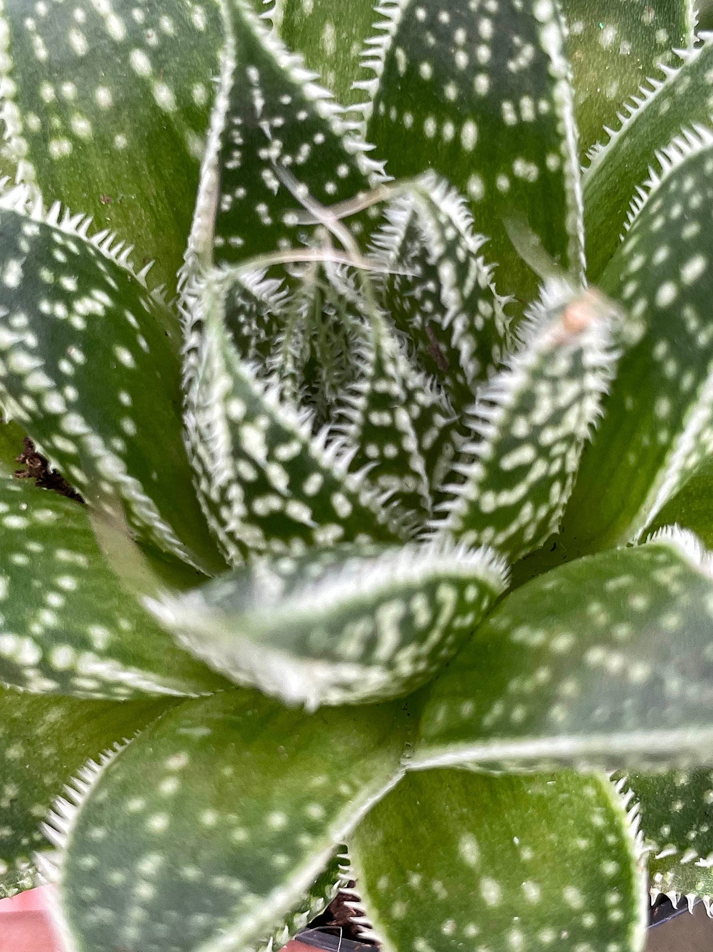 Variegated Aloe, Tiger Aloe, Aloe Variegata, White Spotted, Polka dot lace Aloe Stunning one of a Kind Limited Supply, in 2 inch Pot