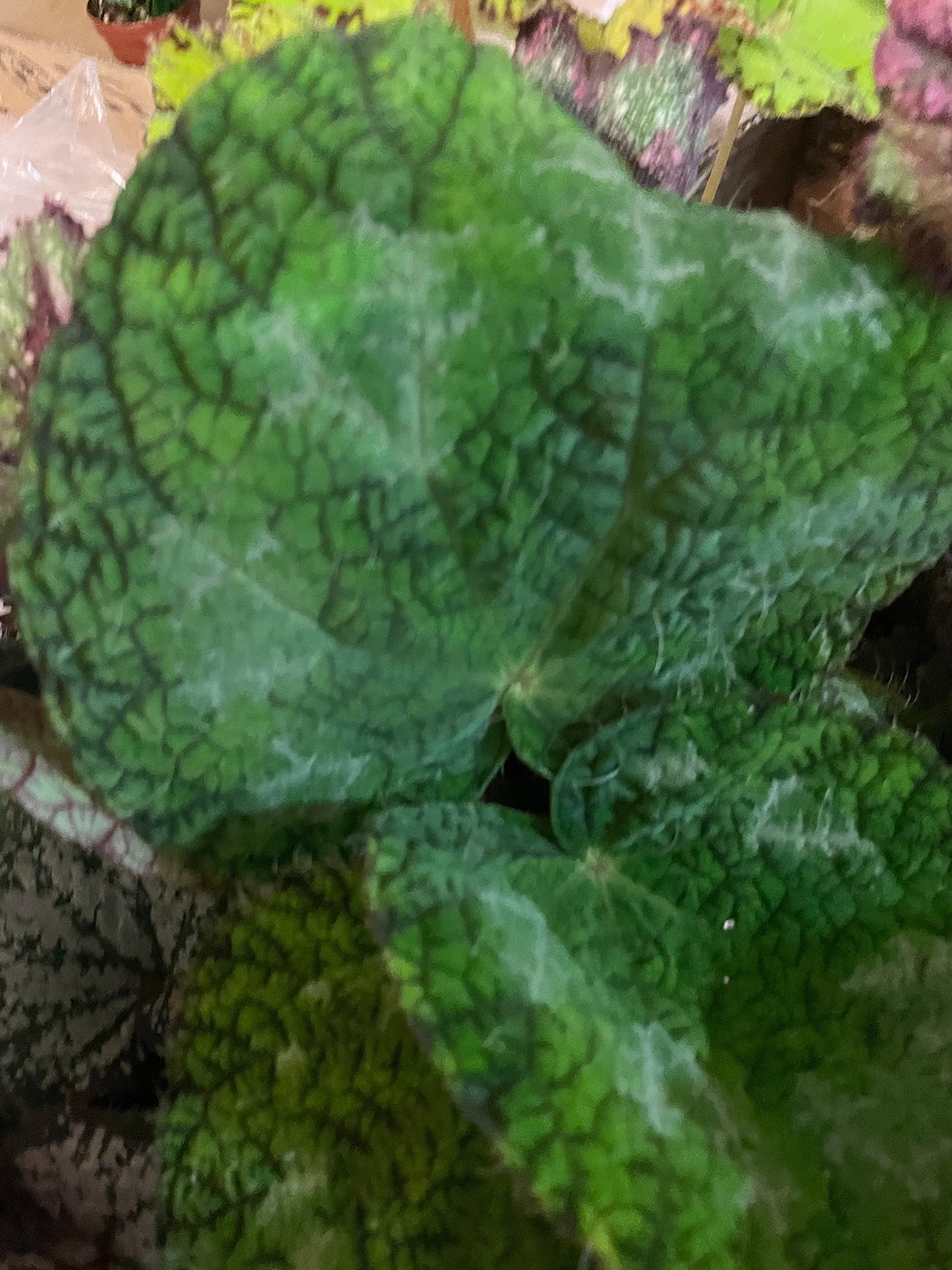 BubbleBlooms Harmony's Begonia Rex, Longicilata Sizemoreae, 4 inch, Iridescent Blue Flash, Painted-Leaf Begonia, Unique Homegrown Exclusive