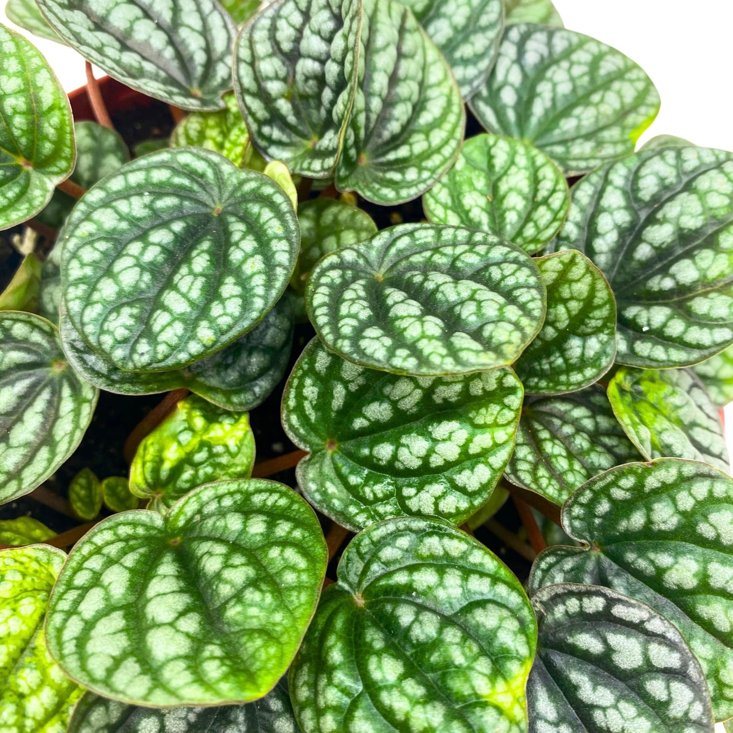 Harmony Foliage Peperomia Burbella Deep Ripple 6 inch