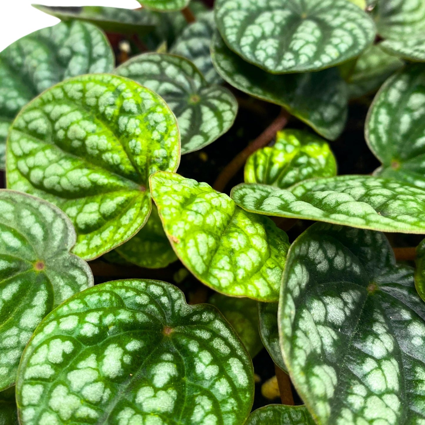 Harmony Foliage Peperomia Burbella Deep Ripple 6 inch