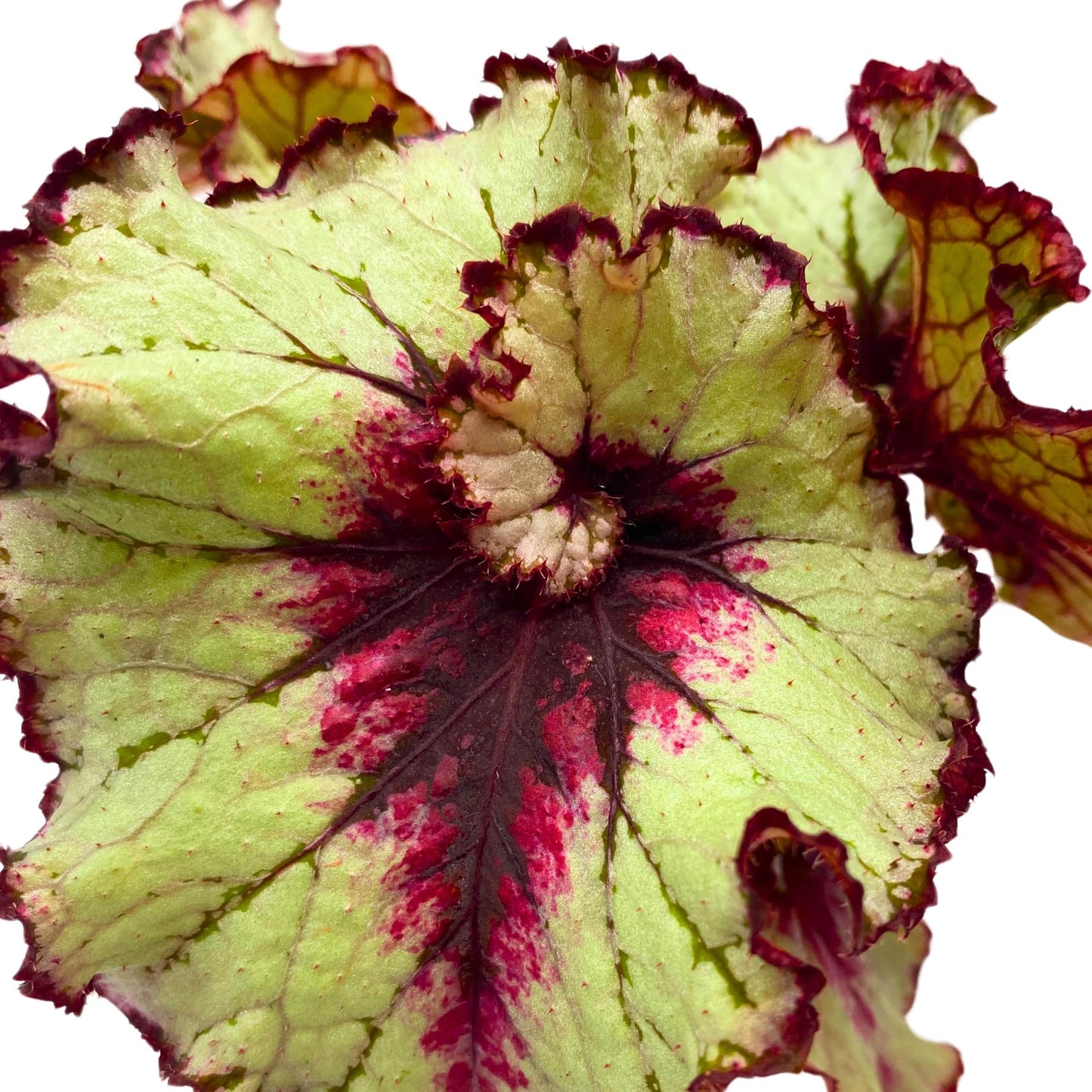 Harmony Foliage Begonia Rex Harmony's Blood Moon 4 inch