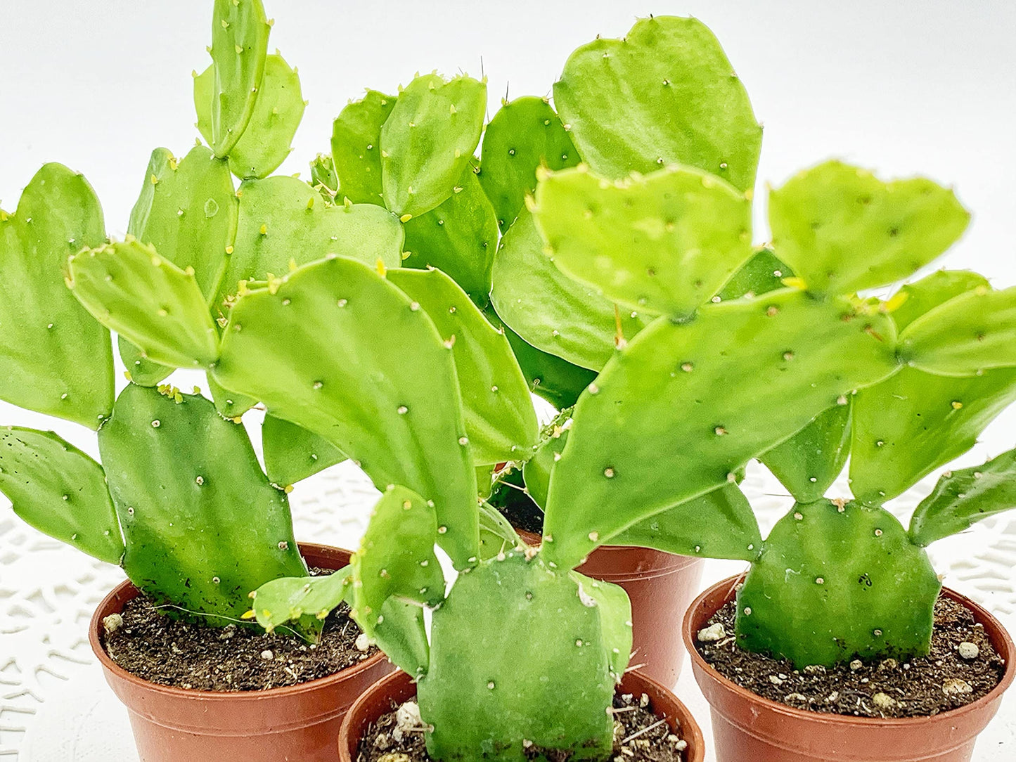 Brazilian Prickly Pear Cactus/Brasiliopuntia brasiliensis Willd Cactus/Plant in 2" Pot/Mini Cactus in Pot/Beginner Cactus