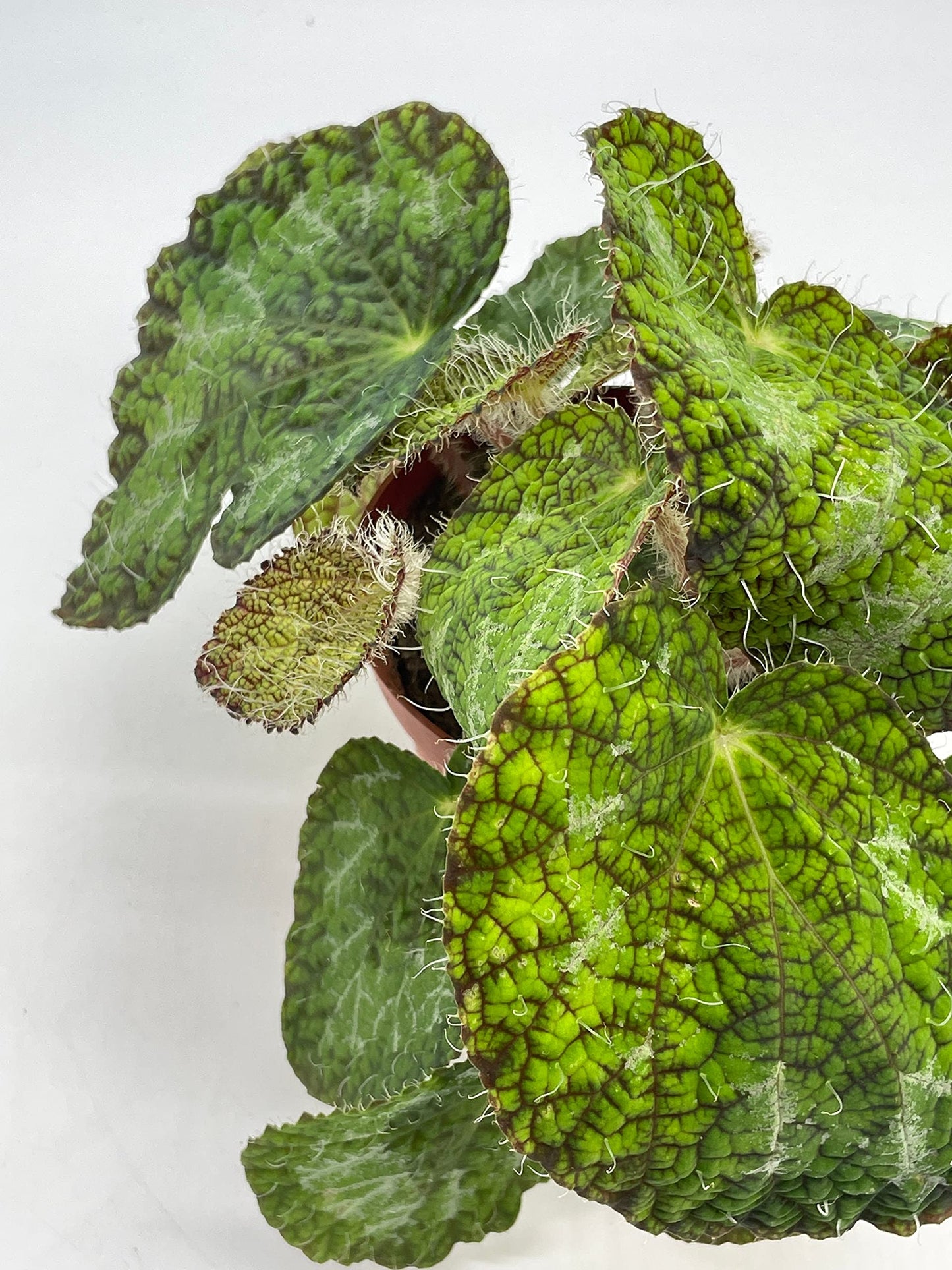 BubbleBlooms Harmony's Begonia Rex, Longicilata Sizemoreae, 4 inch, Iridescent Blue Flash, Painted-Leaf Begonia, Unique Homegrown Exclusive