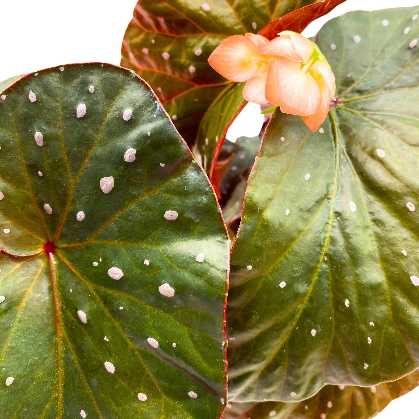 Harmony Foliage Harmony's Aurora Angel Wing Cane Begonia 4 inch