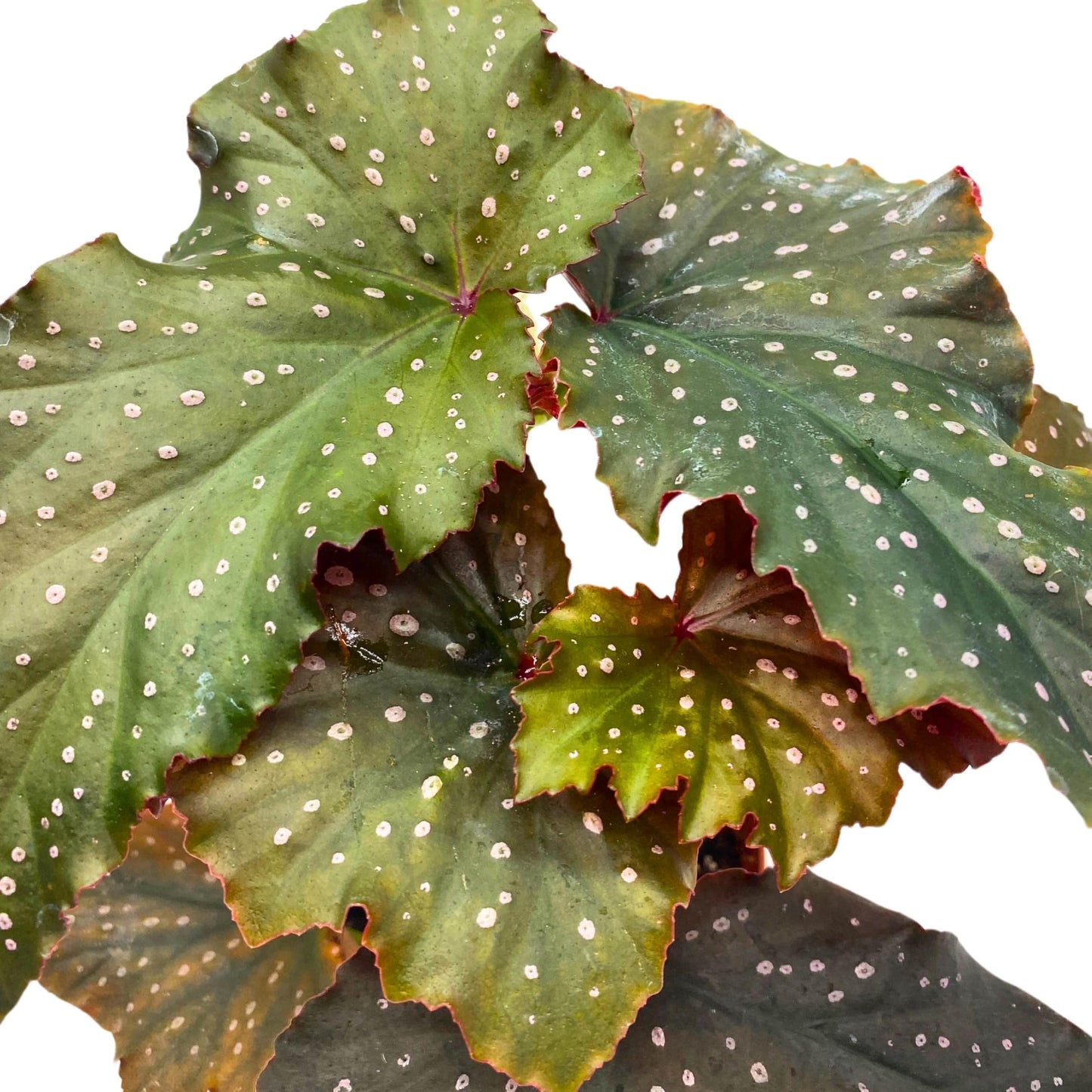 Harmony Foliage Little Miss Mummey Angel Wing Begonia 4 inch