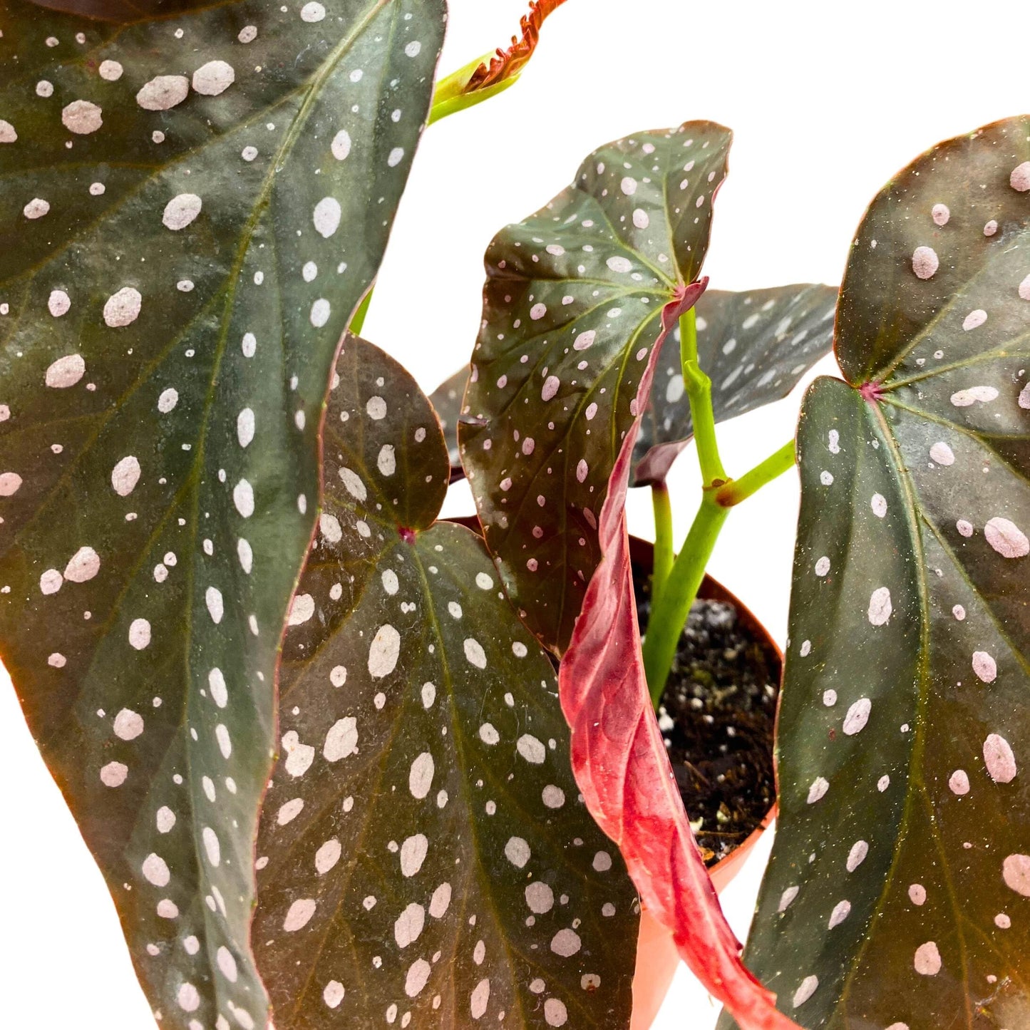 Harmony Foliage Harmony's Fantasy Girl Angel Wing Cane Begonia 4 inch