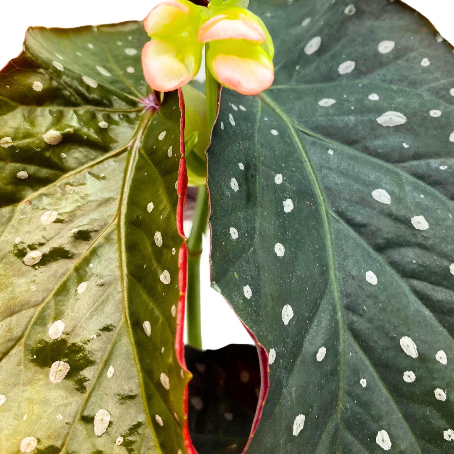 Harmony Foliage Harmony's Viper Angel Wing Cane Begonia 4 inch