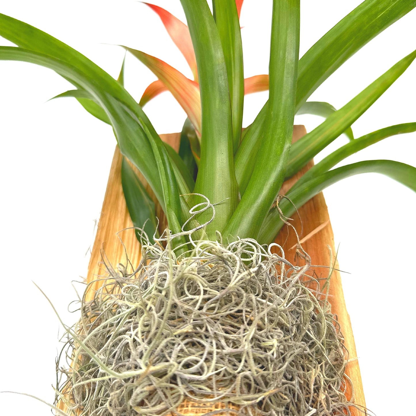 Bromeliad Plaque, Flowering Plant on Cedar Wood Sculpture, Mounted with Moss