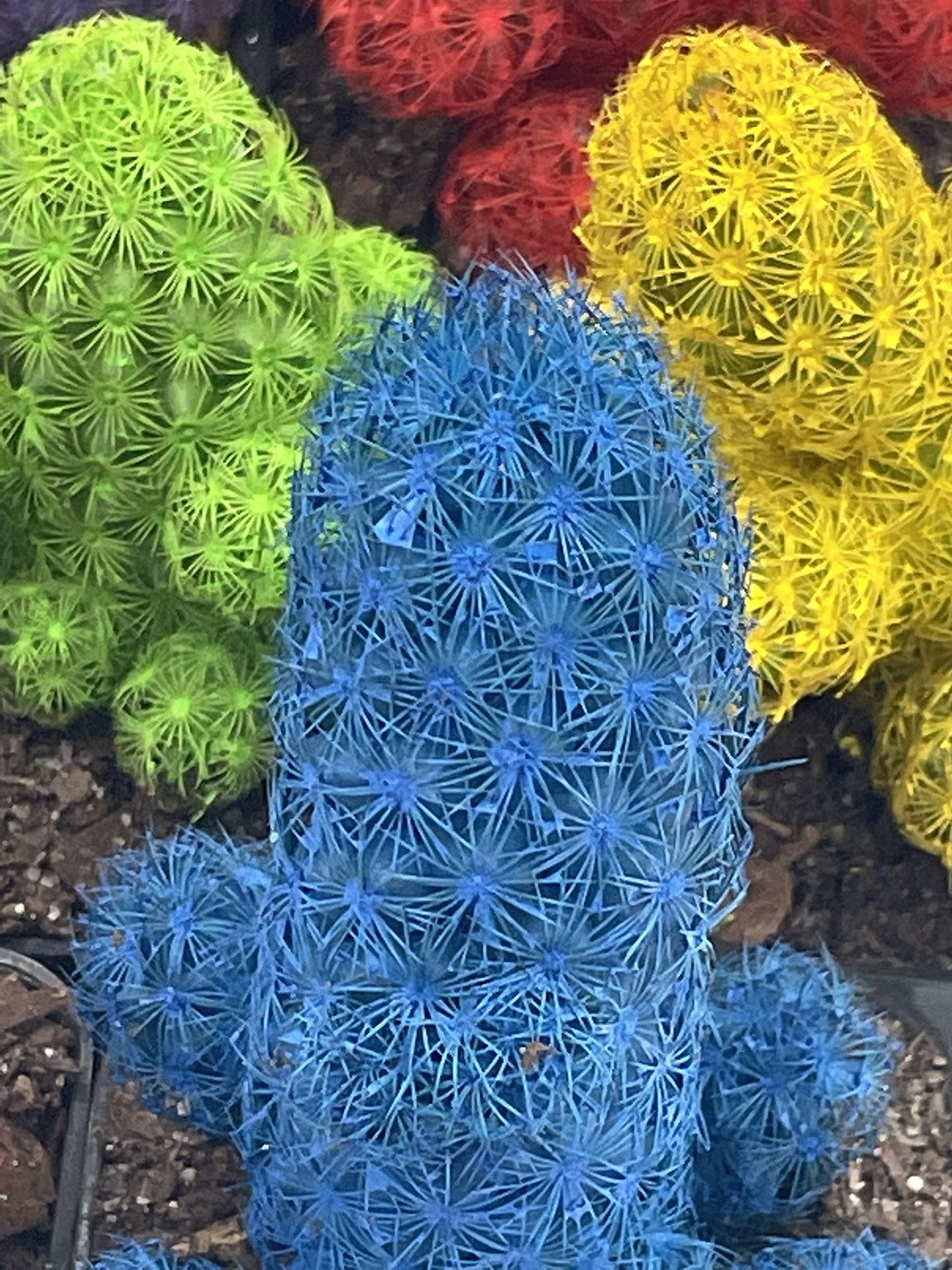 Colored Cactus/Desert Gem/Painted Dyed Blue/Red/Purple/Yellow/Pink/Green, Orange Cactus Rainbow Cactus (Yellow)