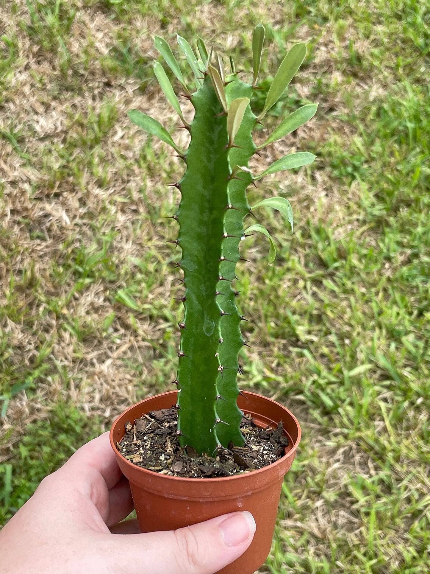 Green Milk Tree, Euphorbia Trigona, in a 2 inch Pot, Well Rooted, Perfect Starter Cactus, Low Maintenance