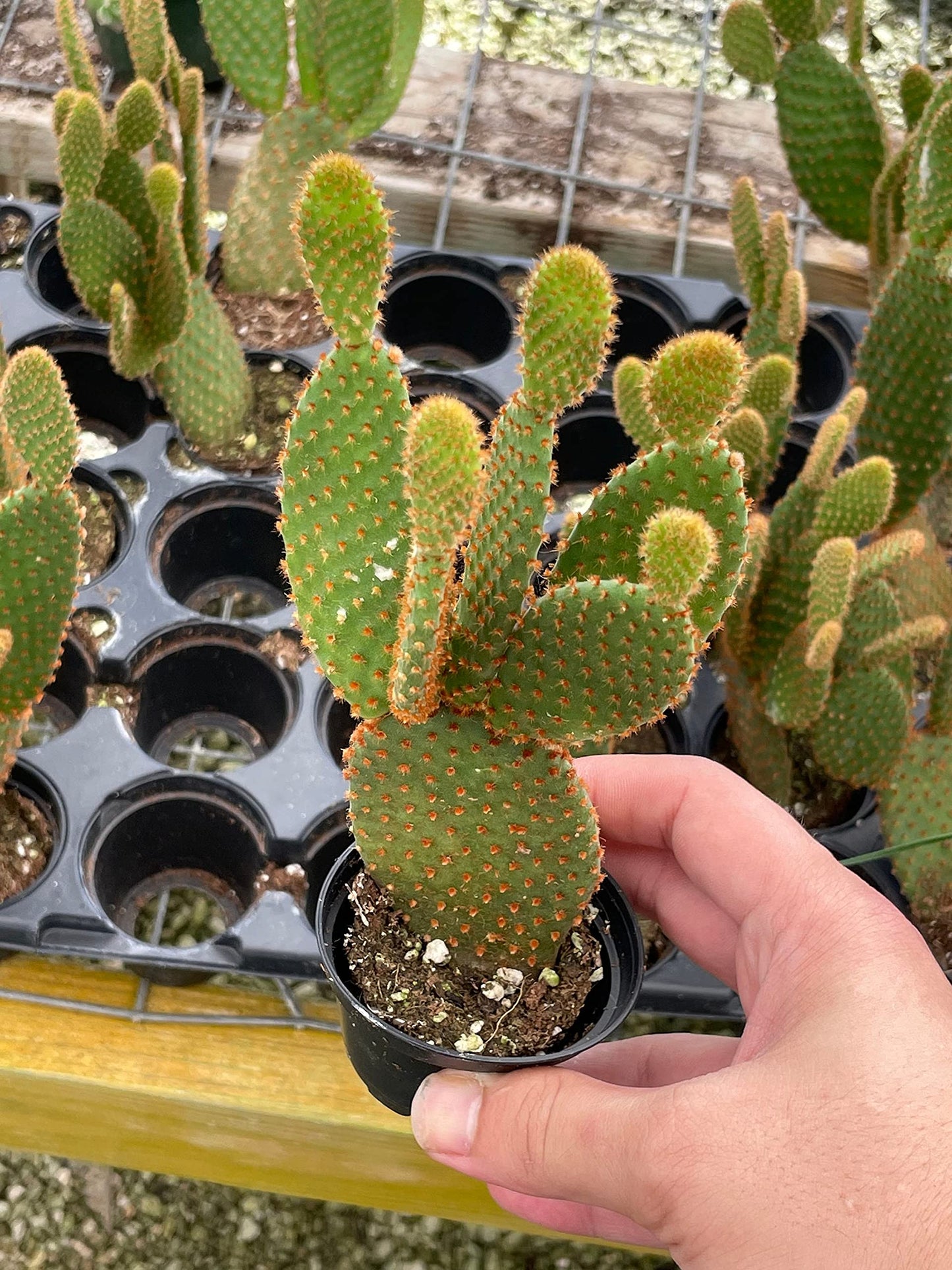 Bunny-Ears Prickly-pear Copper Red, Opuntia microdasys, Large Bunny Ears Prickly Pear with Copper Fuzz and Red Areoles in 2 inch Pot,