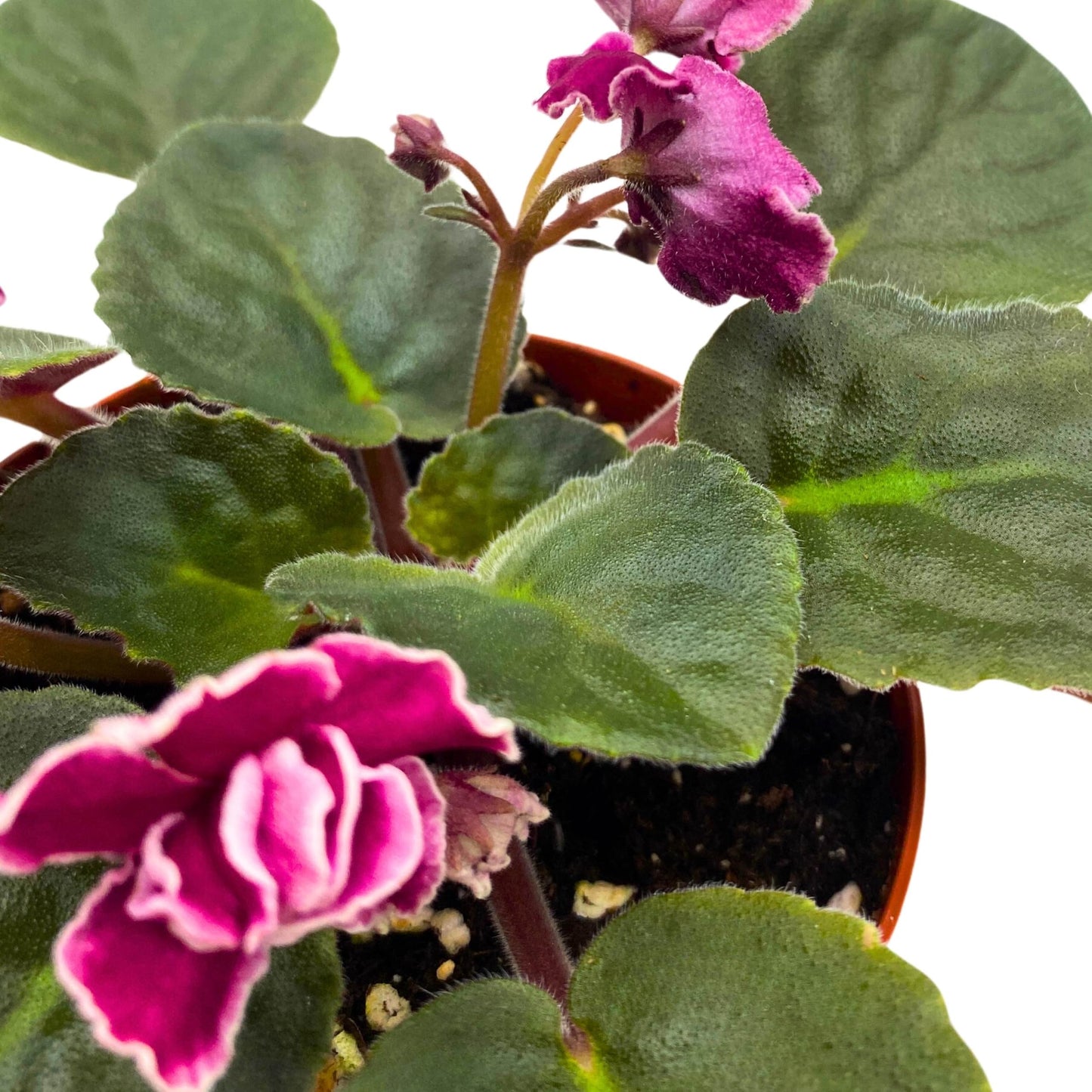 Harmony Foliage Rumba Red African Violet 4 inch