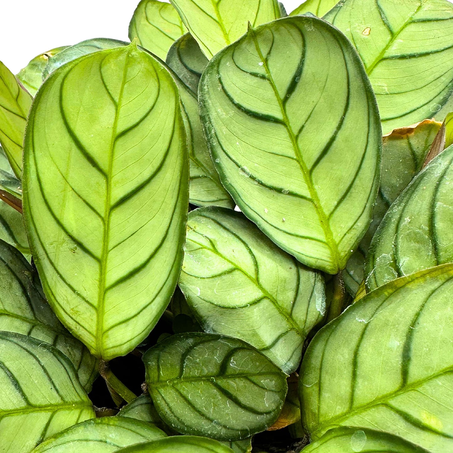 Calathea Burle Marxii, 4 inch, Fishbone Prayer Plant Ctenanthe