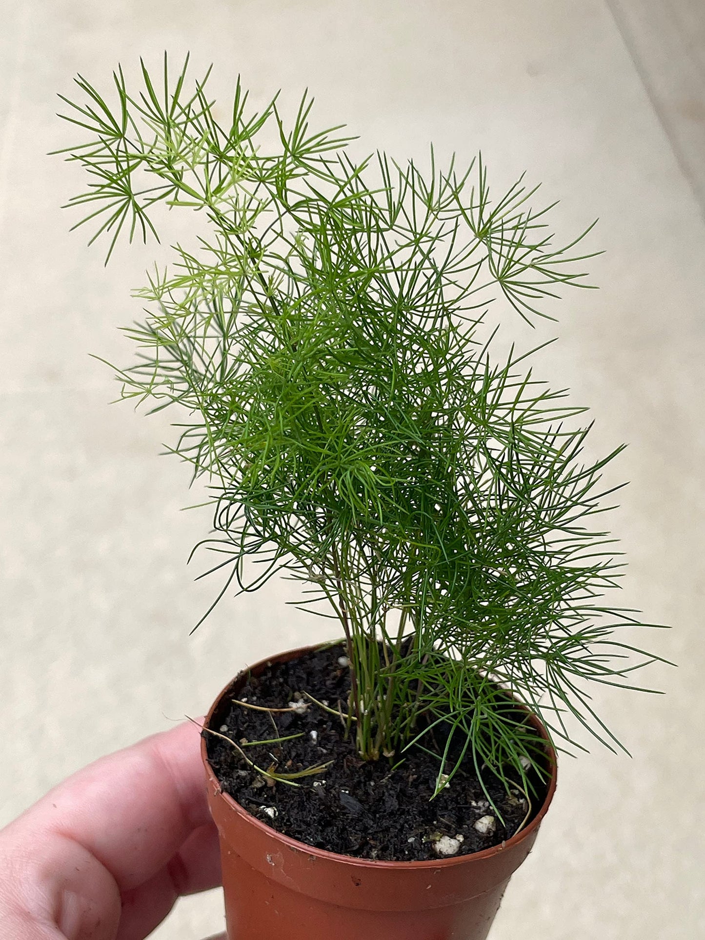 Sprenger's Asparagus Fern, Asparagus densiflorus setaceus, Limited, in a 2 inch Pot Super Cute