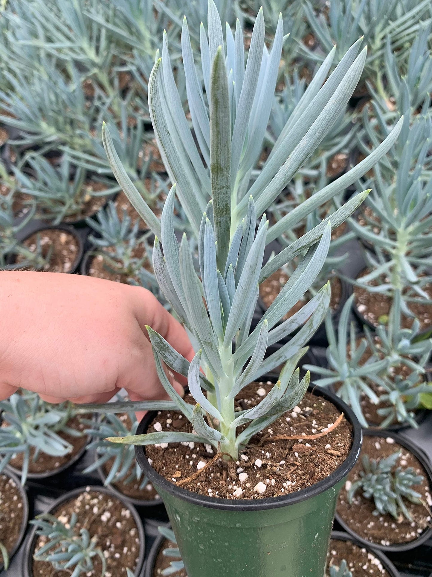 Blue Chalk Sticks/Senecio Serpens/Curio repens/Blue Chalksticks Plant/Chalk Finger/Senecio mandraliscae