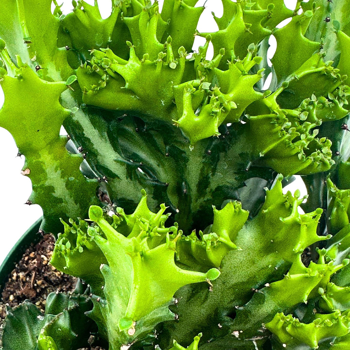 Green Crested African Milk Tree, 6 inch Pot, Twisted Euphorbia Trigona, Rare Mutation All Green