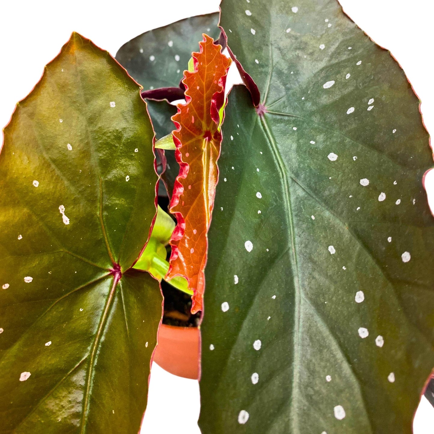 Harmony Foliage Harmony's Dotted Dagger Angel Wing Cane Begonia 4 inch