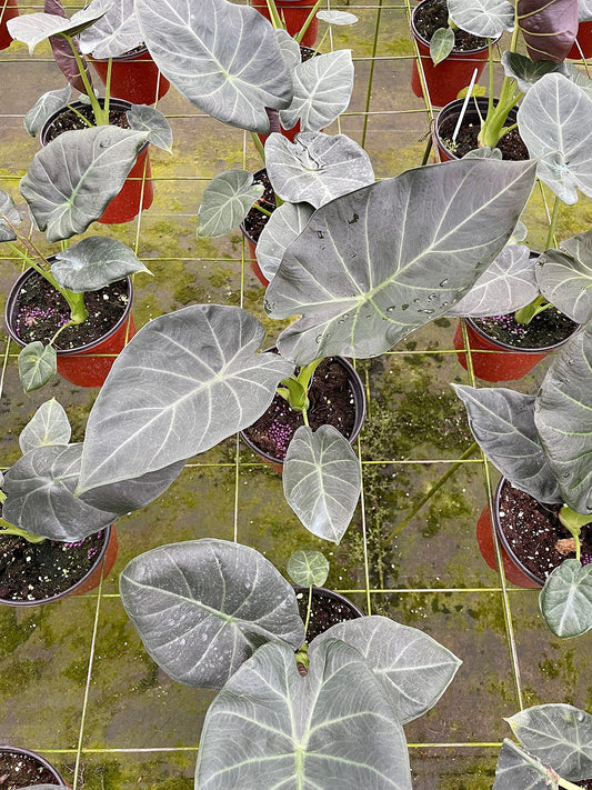 BubbleBlooms Alocasia Regal Shield in a 6 inch Pot Black Elephant Ear, Upright