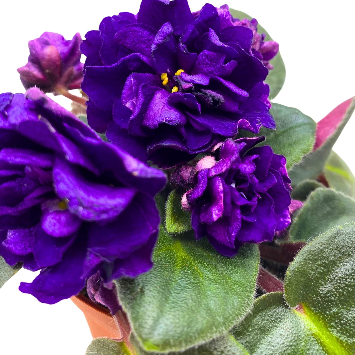 Harmony Foliage Black Pearl Strike African Violet Saintpaulia 4 inch