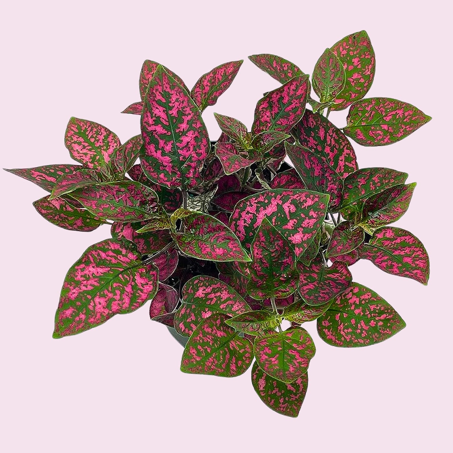 Red Hypoestes Phyllostachya, 4 inch, Polka Dot Flamingo Plant