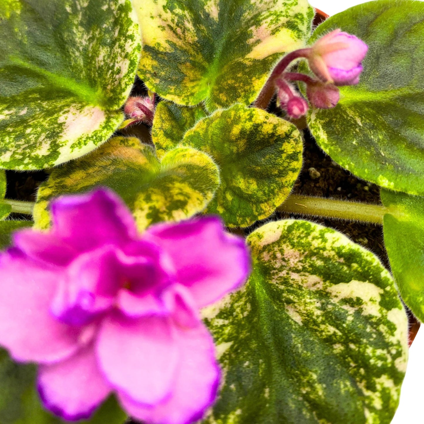 Harmony Foliage RS Bomond Variegated African Violet Saintpaulia 4 inch