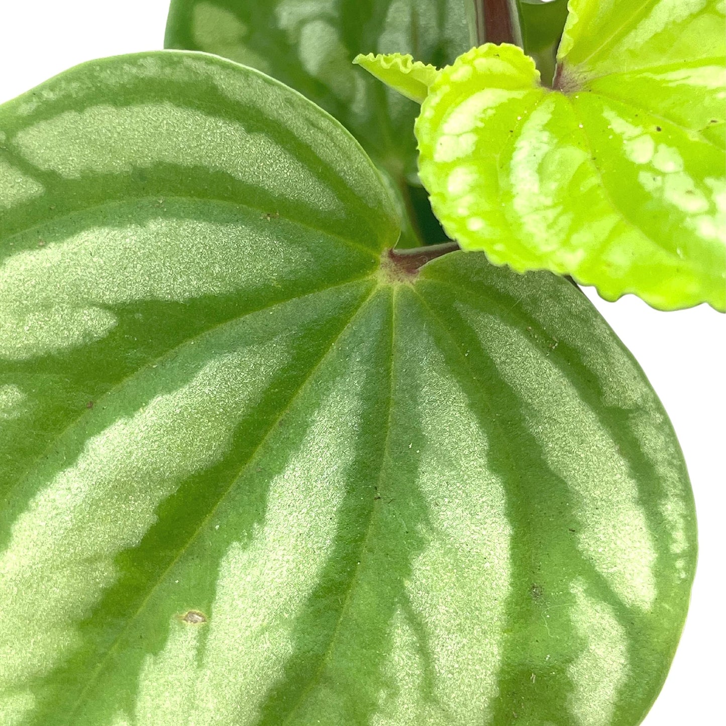 BubbleBlooms Harmony's Peperomia Ecuador, 4 inch, Rare Pep Argyreia Myosotidium hortensium, Exotic House Plant