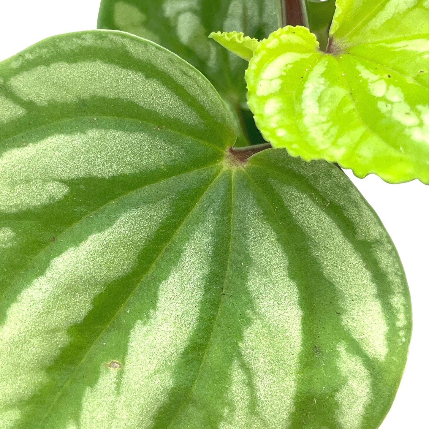 BubbleBlooms Peperomia Ecuador, 4 inch, Rare Pep Argyreia, Exotic House Plant
