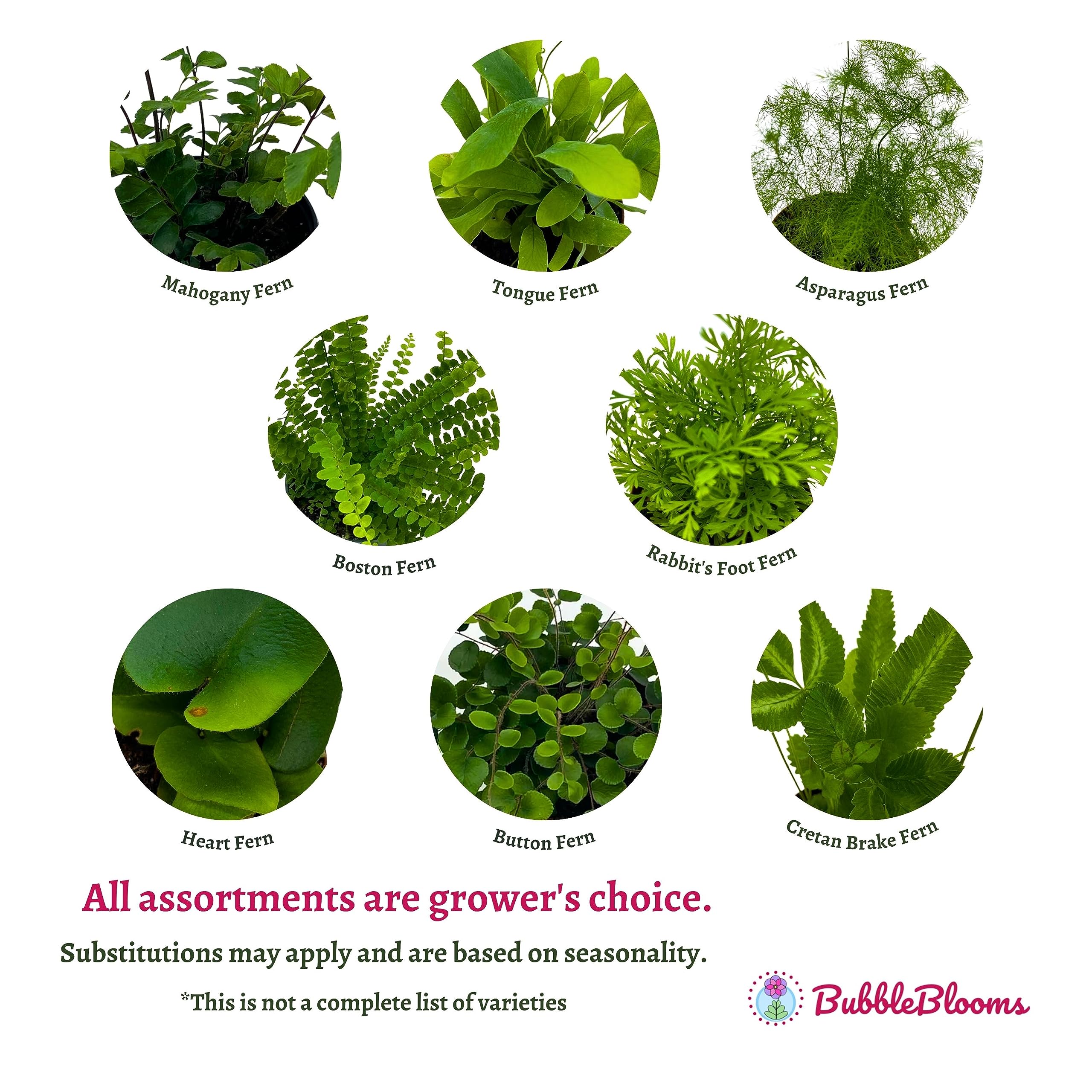 Fern Variety Assortment - Thumbnail 2