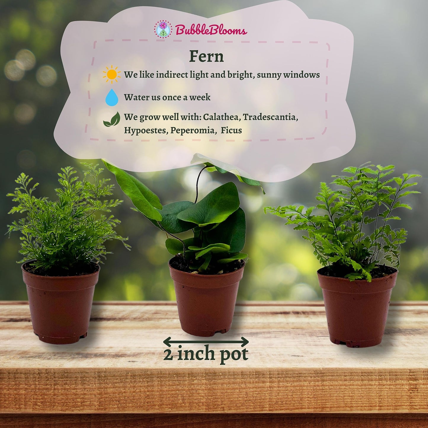 Fern Variety Assortment, 6 Different Fern Plants, in 2 inch pots, Super Cute, Best Gift, Plant Collection Set, Variety Bundle