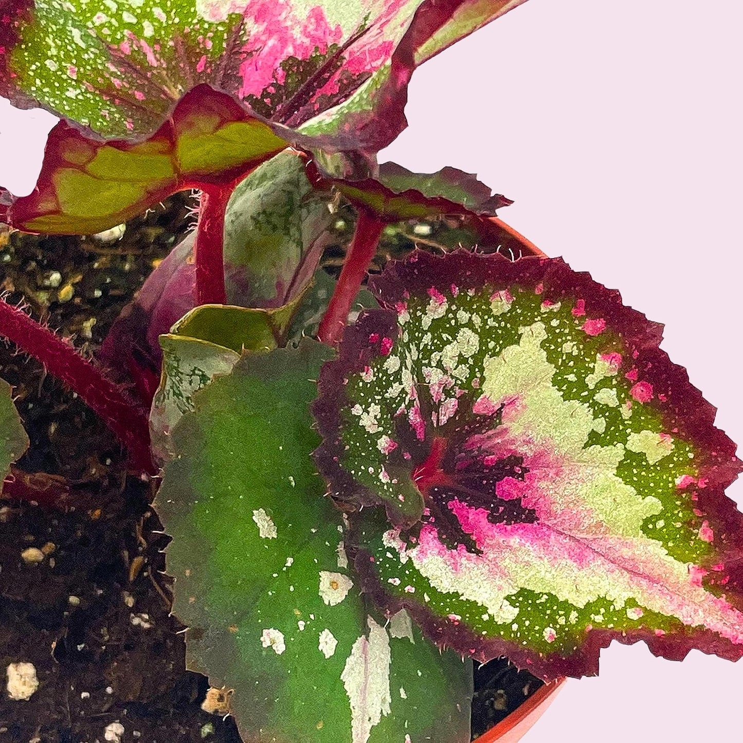 Harmony's First Kiss Series, Begonia Rex 4 inch Pot, Pink Center and Band, Green White Splash grower's Choice