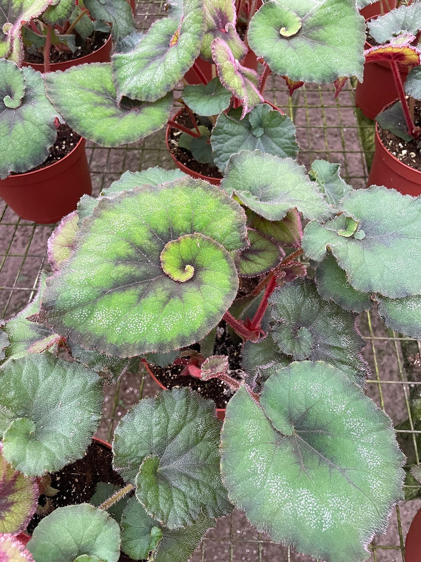 Harmony's Green Spiral Begonia, in a 6 inch Pot, Begonia rex