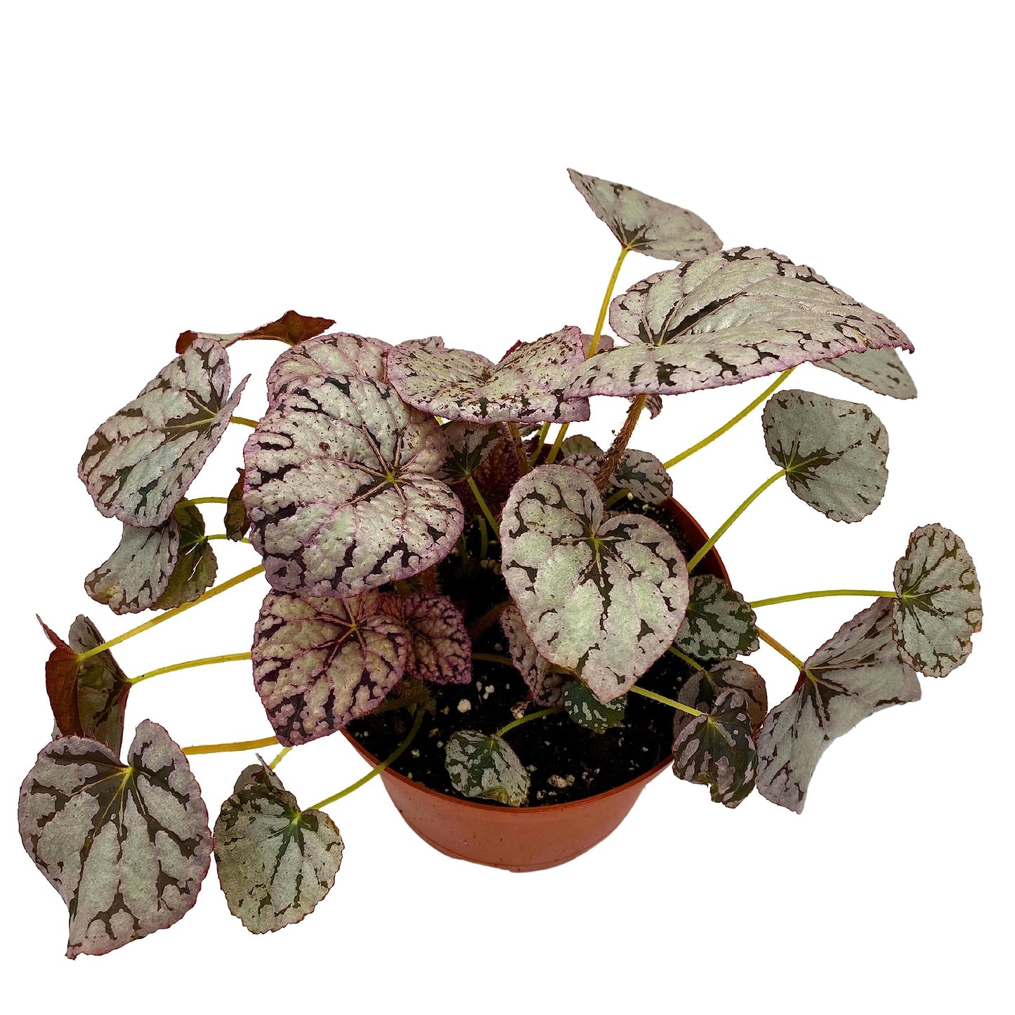 Harmony's BubbleBlooms Silver Dollar Begonia, King Begonia, Painted Begonia, Painted Leaf Begonia Rex in 6 inch Pot