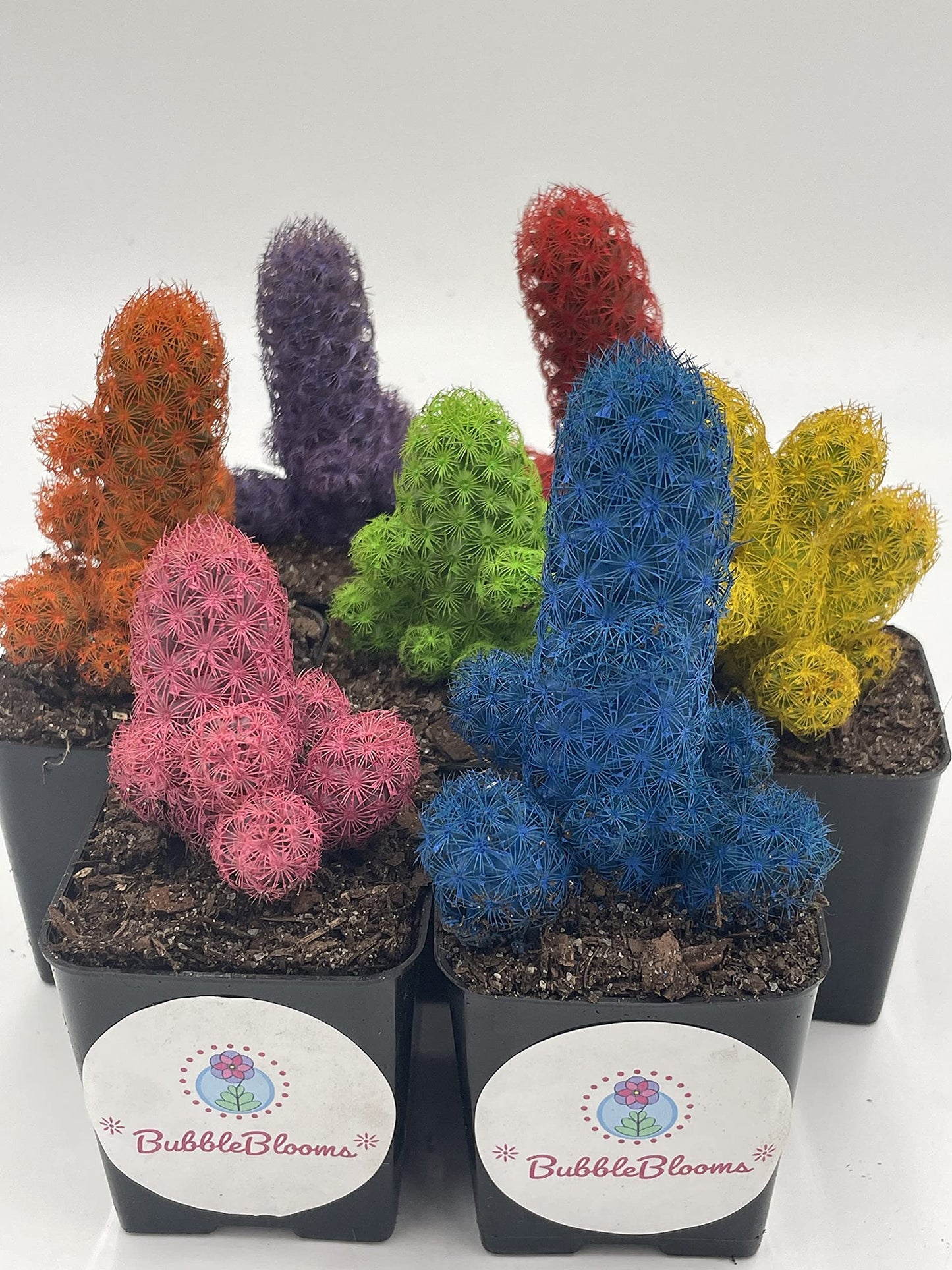 Colored Cactus/Desert Gem/Painted Dyed Blue/Red/Purple/Yellow/Pink/Green, Orange Cactus Rainbow Cactus (Yellow)