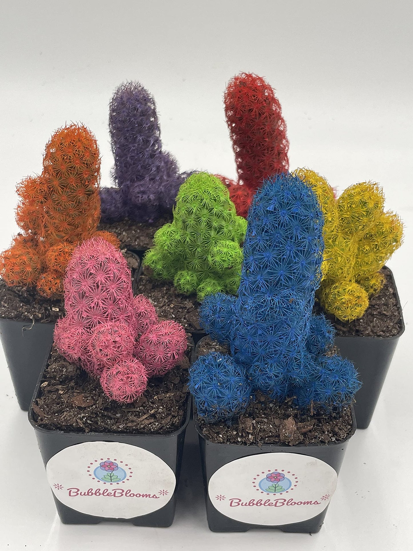 Colored Cactus/Desert Gem/Painted Dyed Blue/Red/Purple/Yellow/Pink/Green, Orange Cactus Rainbow Cactus (Yellow)