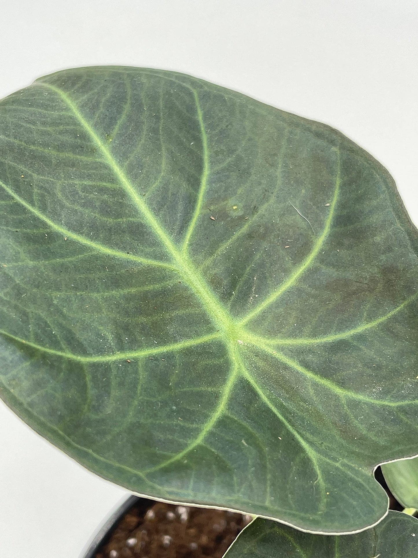 Alocasia Regal Shield, 4 inch, Very Rare Elephant's Ear